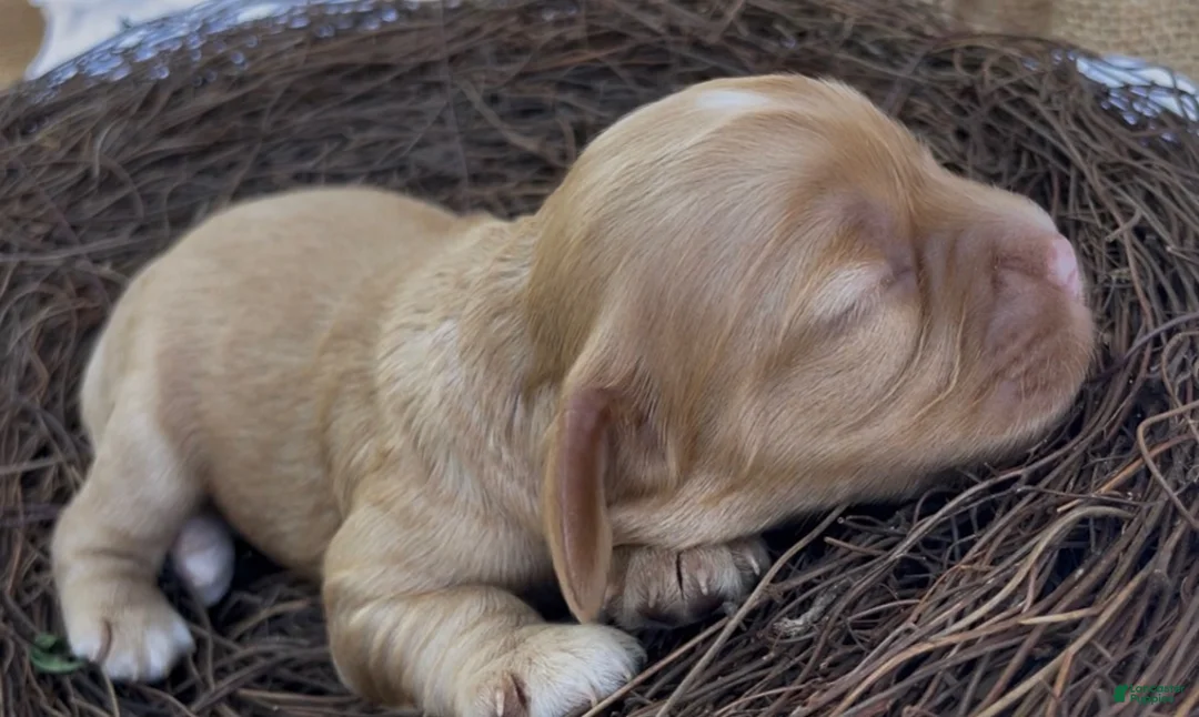 Mixed Breed dogs for sale: Noël - Ad 1