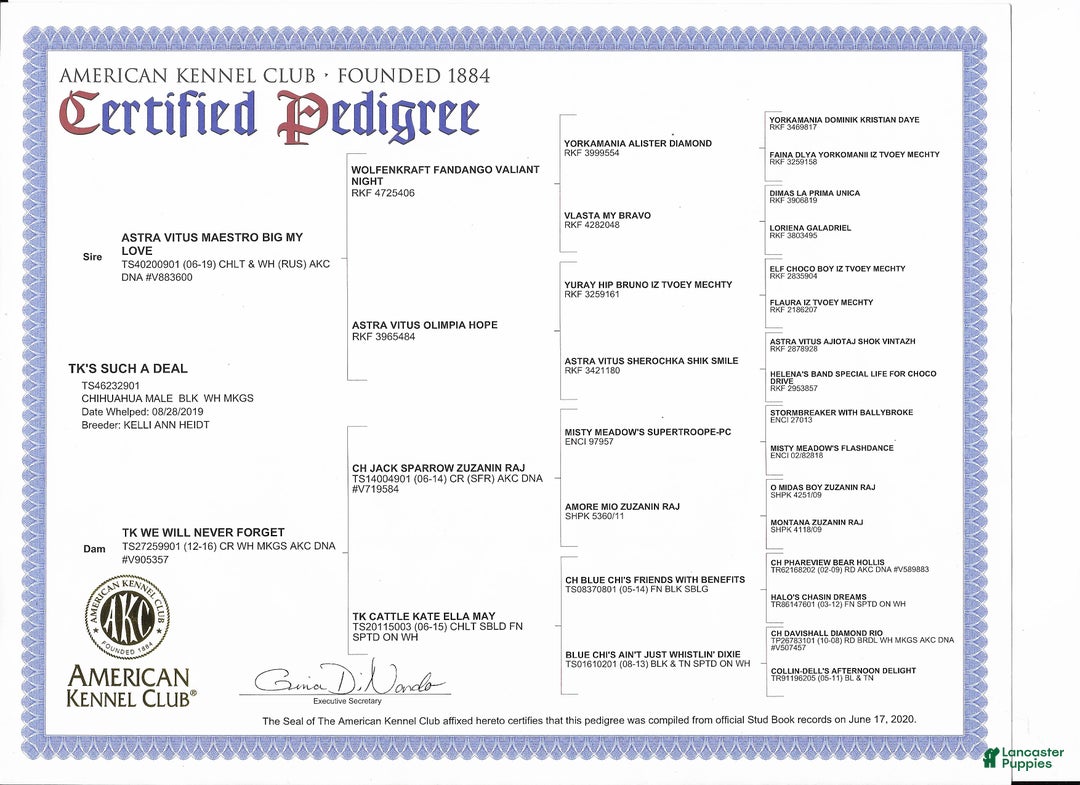 Chihuahua dogs for sale: Full AKC Adult  Russian Male  - Ad 6