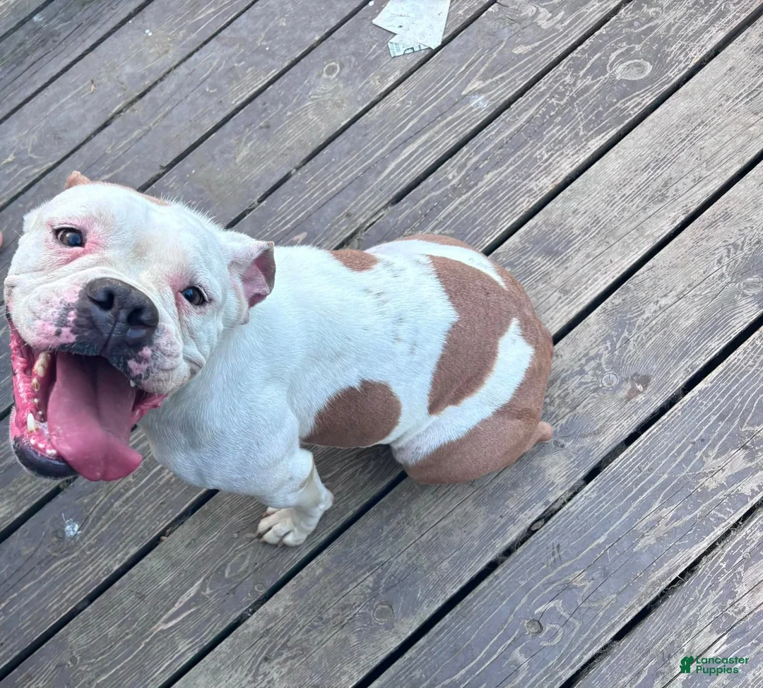 Olde English Bulldogge dogs for sale: Puppy 2 - Ad 2