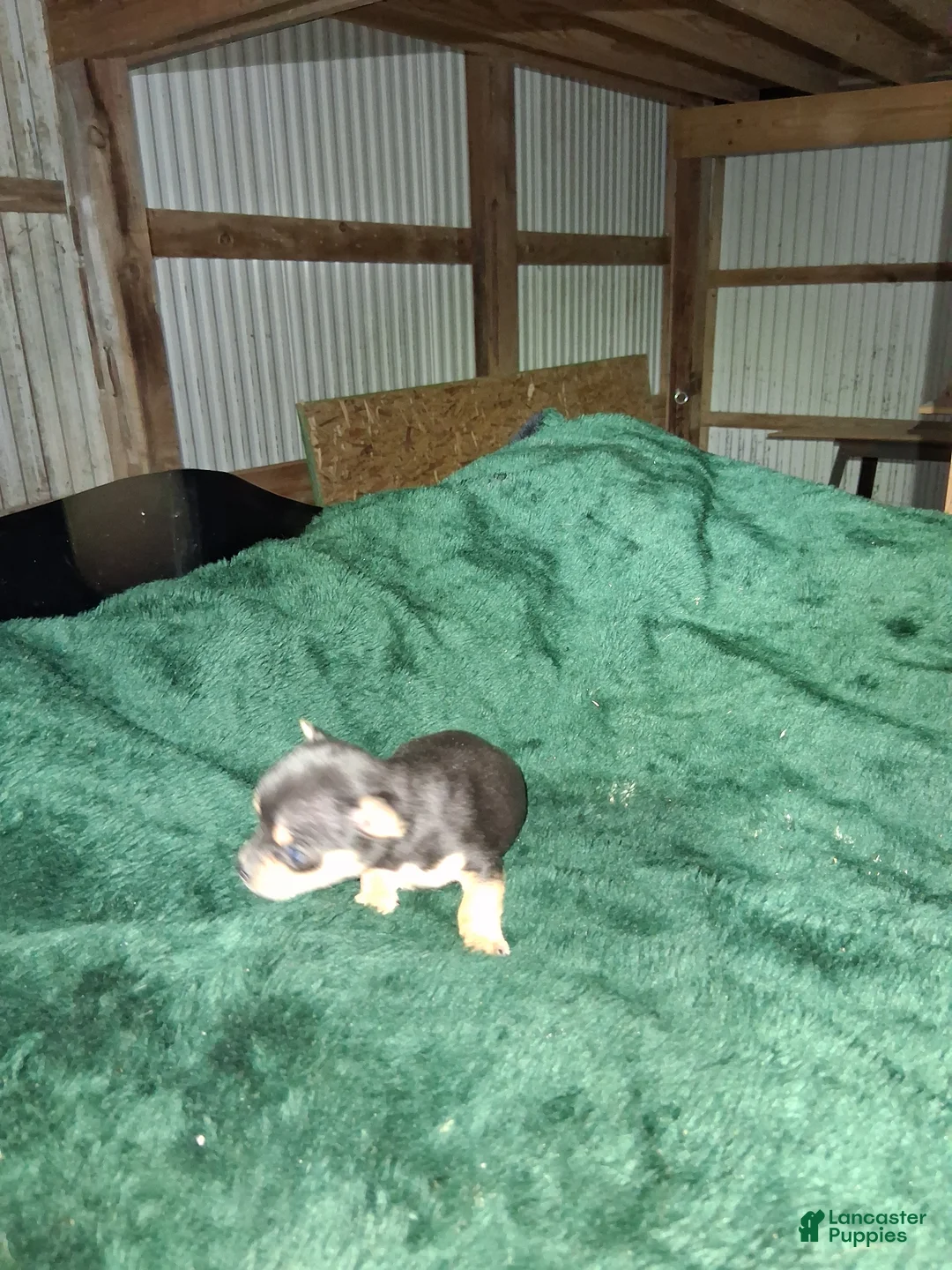 Chihuahua dogs for sale: Chihuahua Puppy 3 - Ad 2