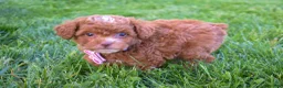 Miniature Poodle dogs for sale: Dahlia 🐶 - Ad 14