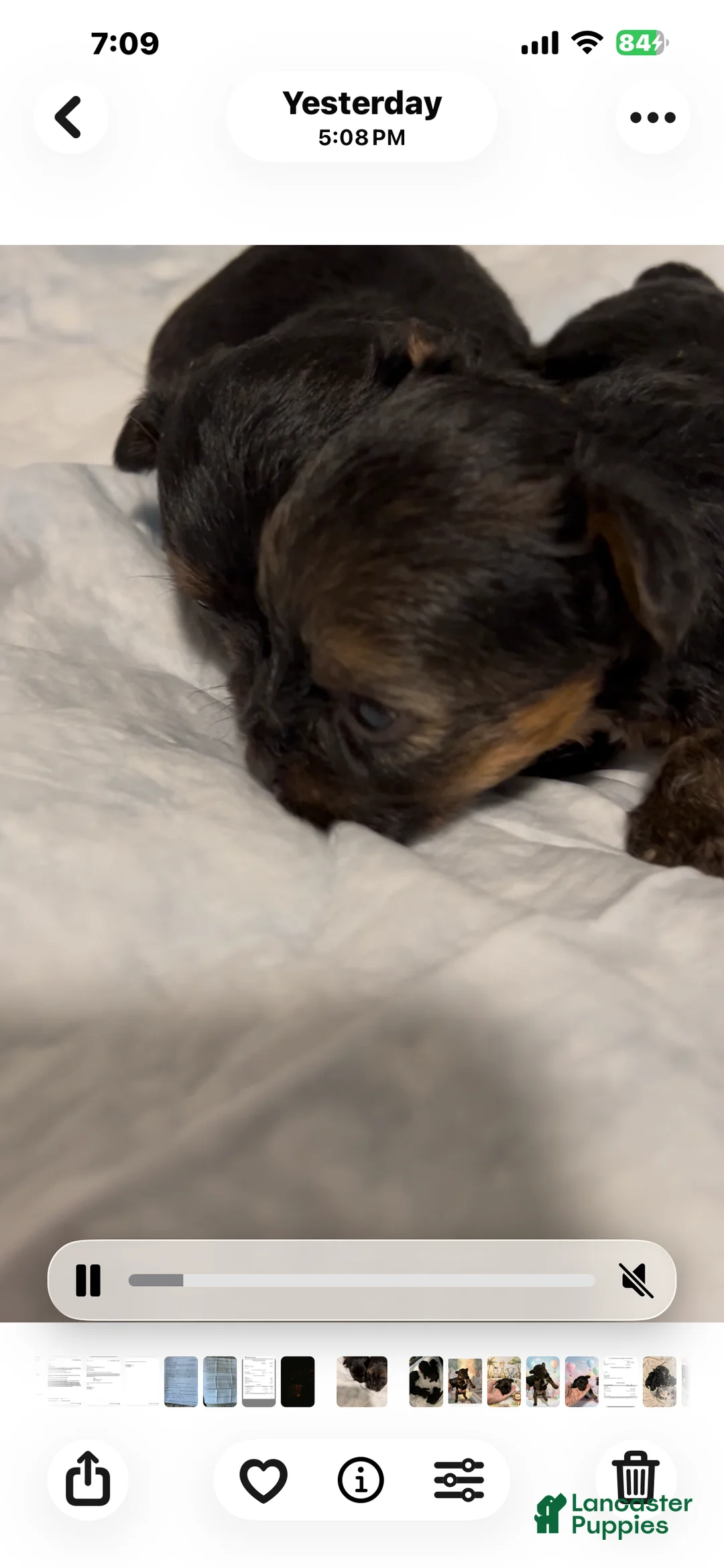 Yorkiepoo dogs for sale: Yorkiepoo Puppy 4 - Ad 1