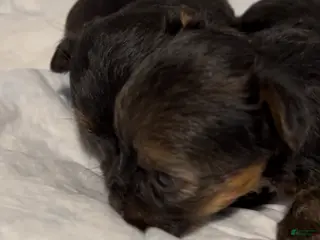 Yorkiepoo dogs Yorkiepoo Puppy 4 - Ad 42