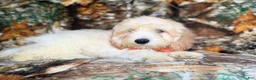Cockapoo dogs for sale: Ollie - Ad 3