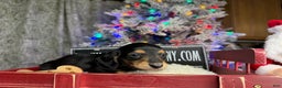 Miniature Dachshund dogs for sale: Import Akc PRA clear - Ad 7