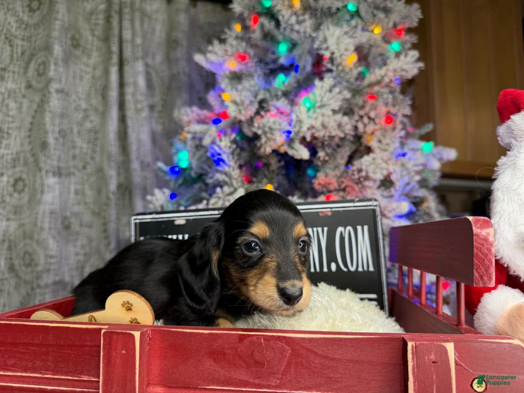 Miniature Dachshund dogs for sale: Import Akc PRA clear - Ad 7
