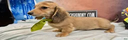 Miniature Dachshund dogs for sale: CReam  - Ad 3