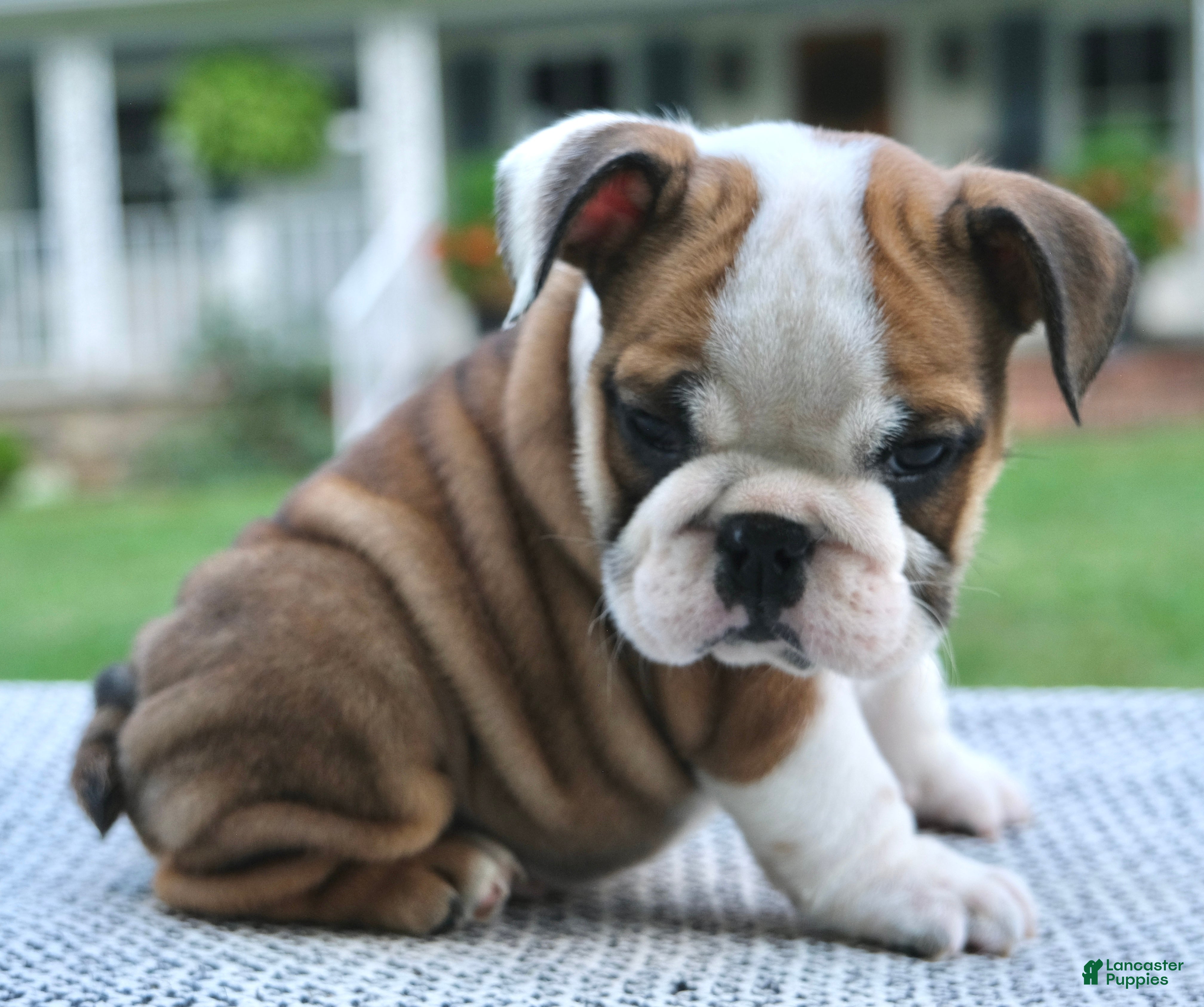 English Bulldog dogs Ellie - Ad 2