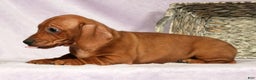 Miniature Dachshund dogs for sale: Simon - Ad 7