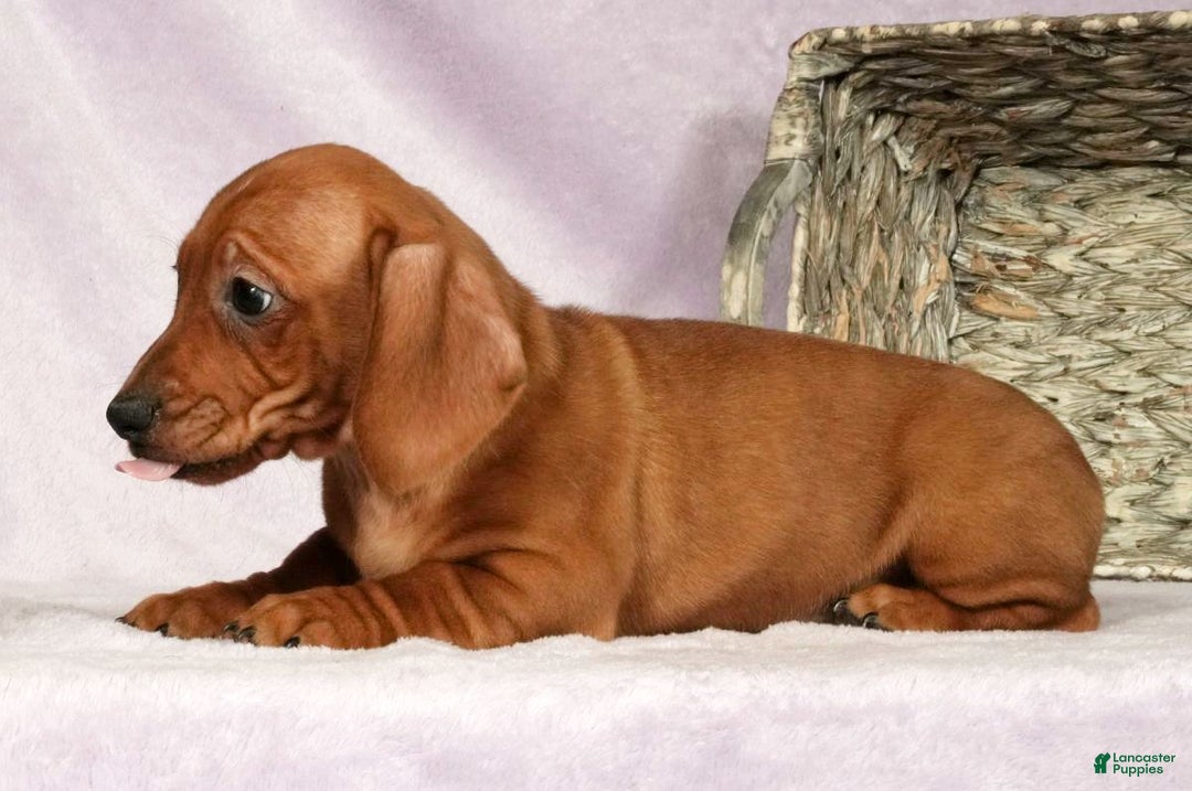 Miniature Dachshund dogs for sale: Simon - Ad 7