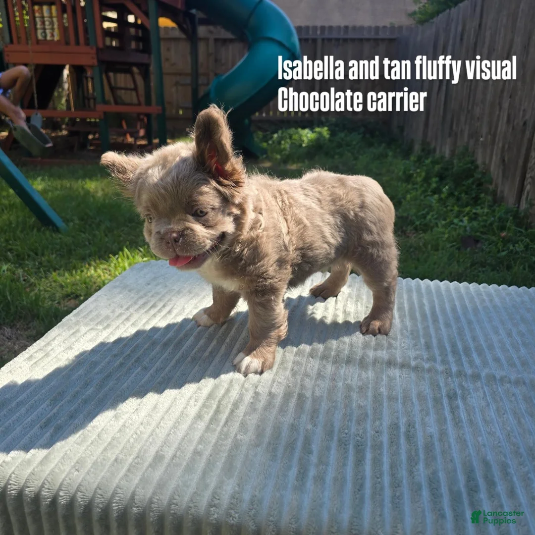 French Bulldog dogs for sale: Benlee - Ad 1