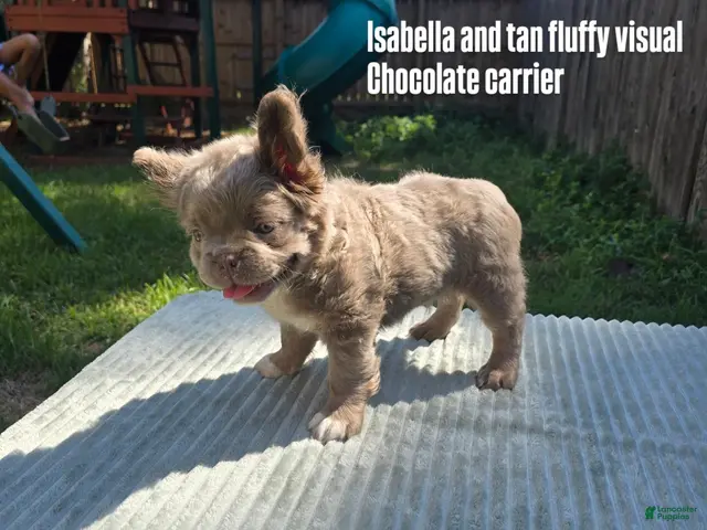 French Bulldog dogs for sale: Benlee - Ad 1