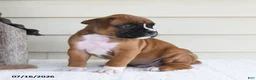 Boxer dogs for sale: Snoopy - Ad 5