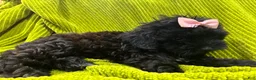 Shih Tzu dogs for sale: Casina  - Ad 3