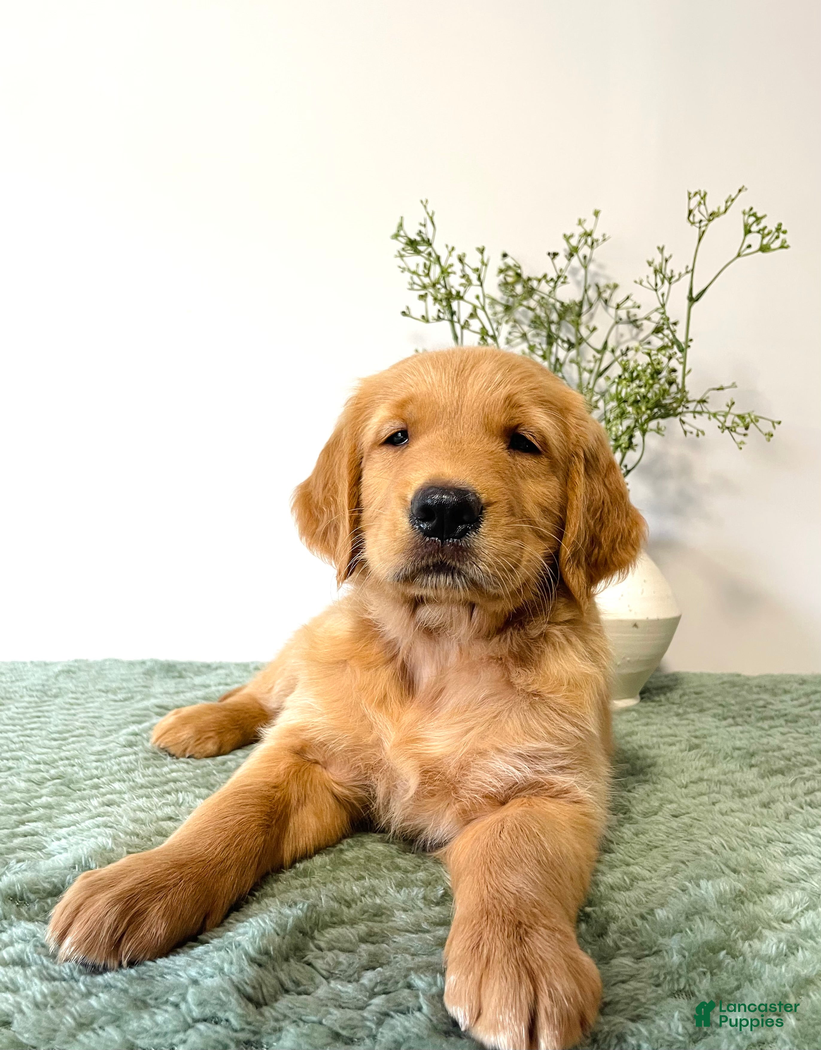 Golden Retriever dogs Rusty - Ad 1