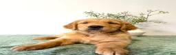 Golden Retriever dogs for sale: Rusty - Ad 1