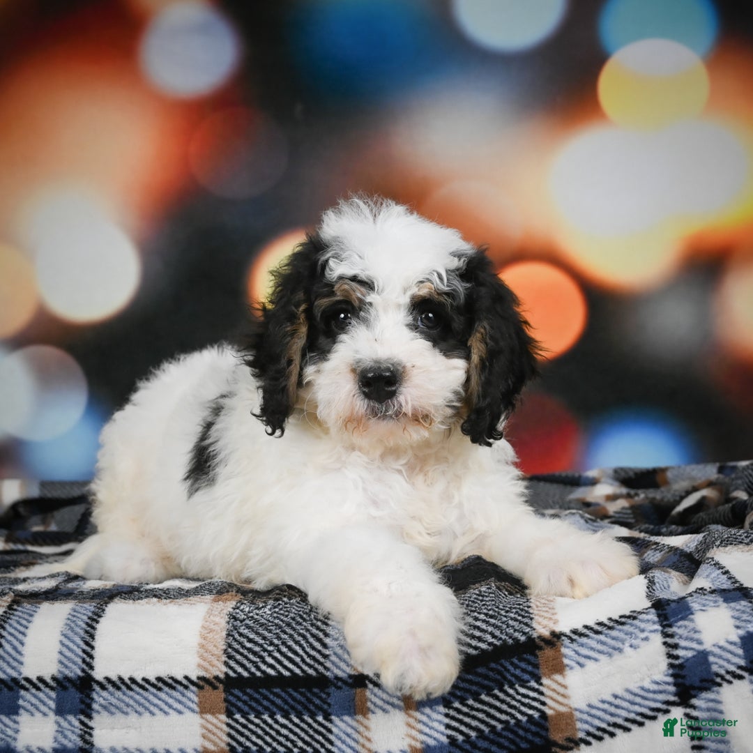 Mini Bernedoodle dogs for sale: Misty - Ad 1