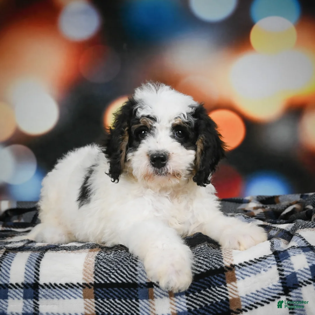 Mini Bernedoodle dogs for sale: Misty - Ad 1