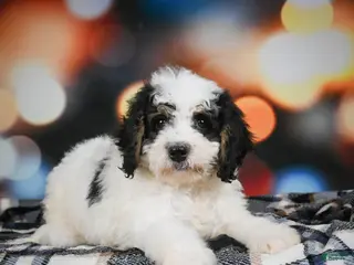 Mini Bernedoodle dogs Misty - Ad 24
