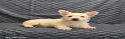 West Highland Terrier dogs for sale: Kent  - Ad 4