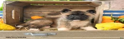 Akita dogs for sale: Naoki - Ad 2