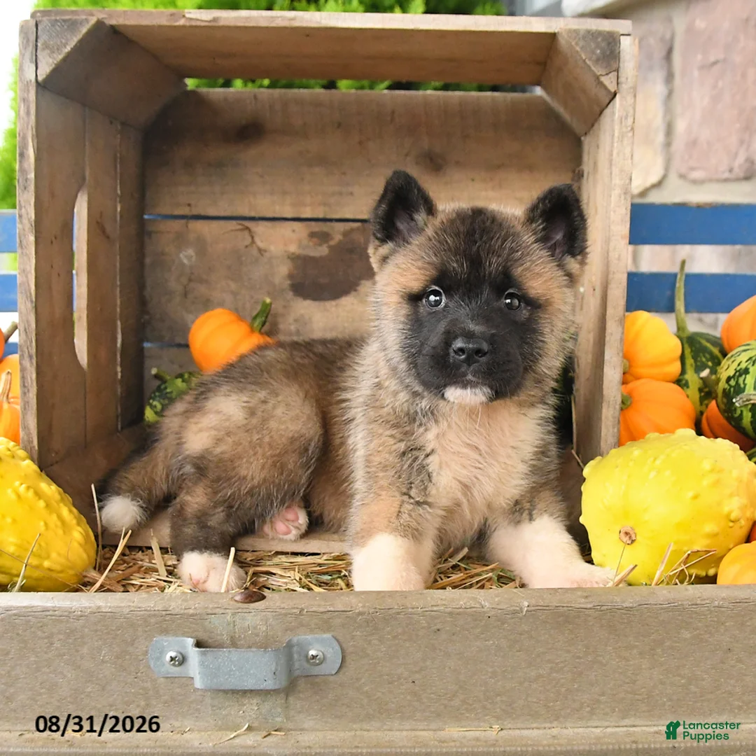 Akita dogs for sale: Naoki - Ad 2