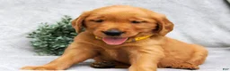 Golden Retriever dogs for sale: Dixie - Ad 4