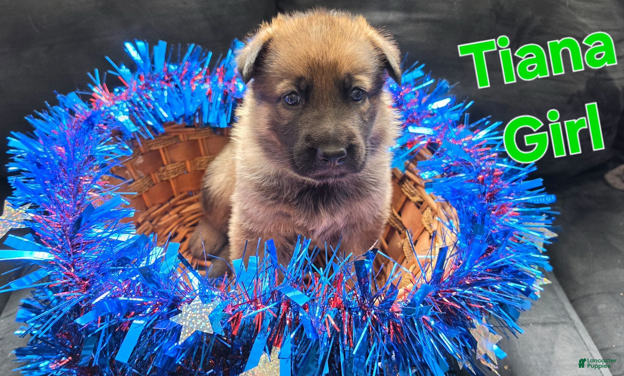 German Shepherd dogs Tiana - Ad 30