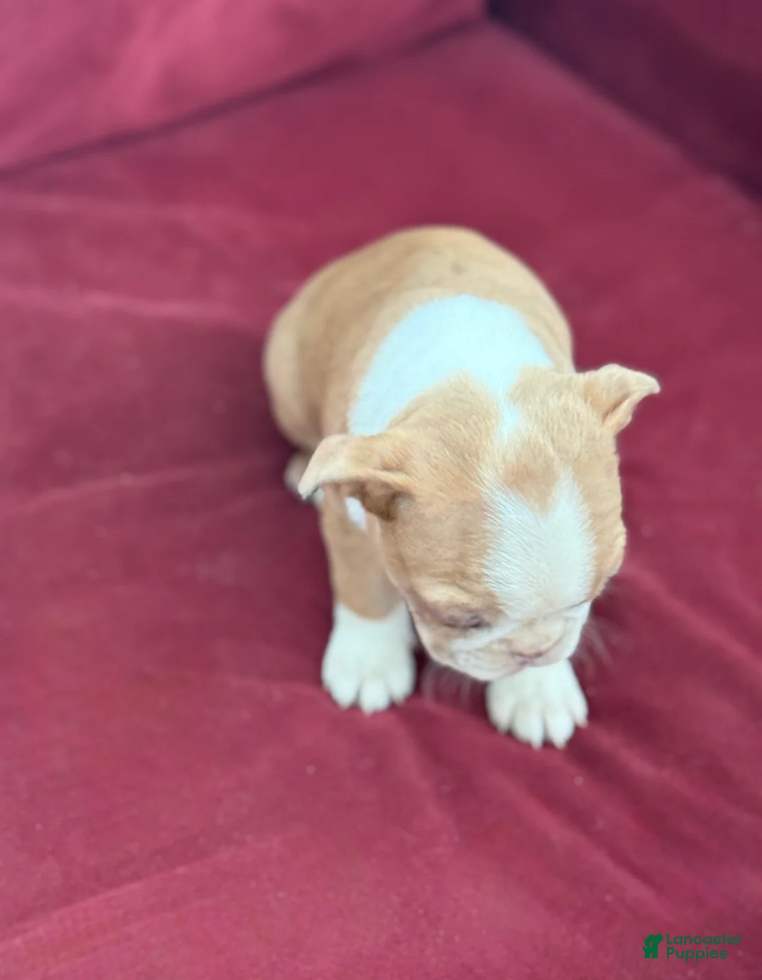 Boston Terrier dogs for sale: Beauty - Ad 7
