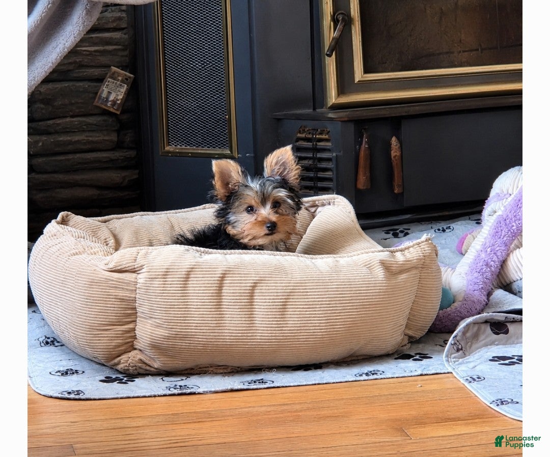 Yorkshire Terrier dogs Yorkshire Terrier 1 - Ad 1