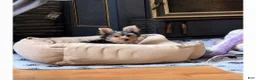 Yorkshire Terrier dogs for sale: Yorkshire Terrier 1 - Ad 1