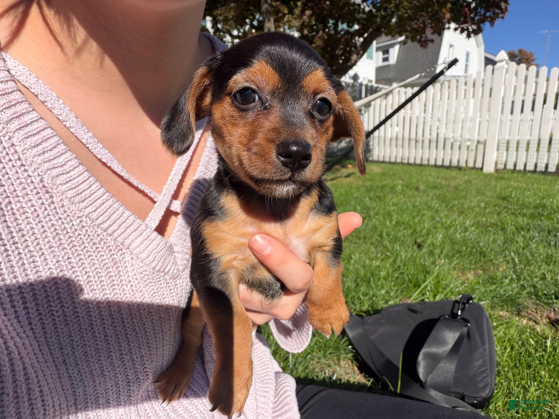 Dorkie dogs for sale: Dorkie 4 - Ad 3