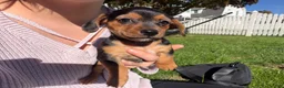 Dorkie dogs for sale: Dorkie 4 - Ad 1