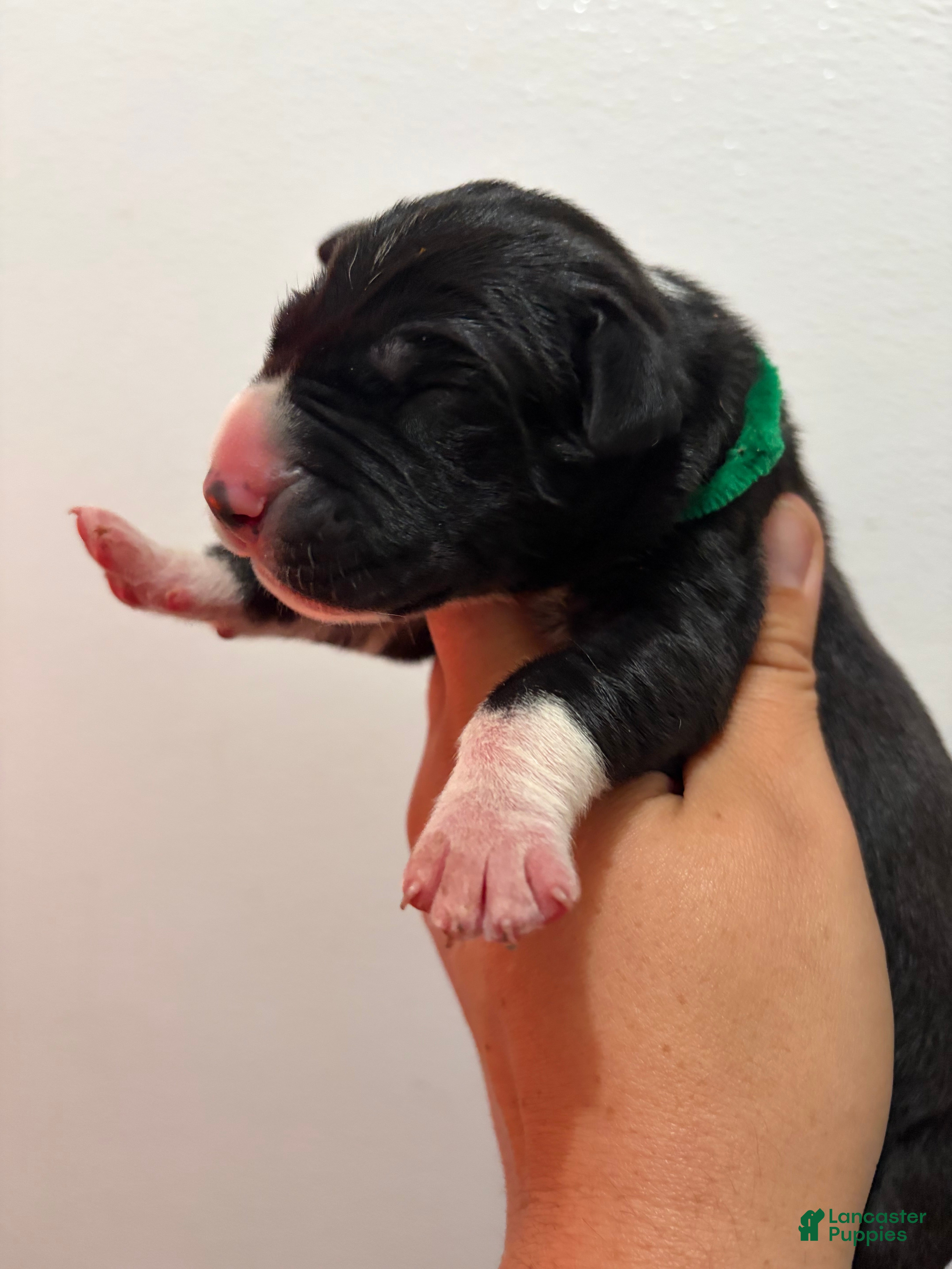 Great Dane dogs Montana  - Ad 1