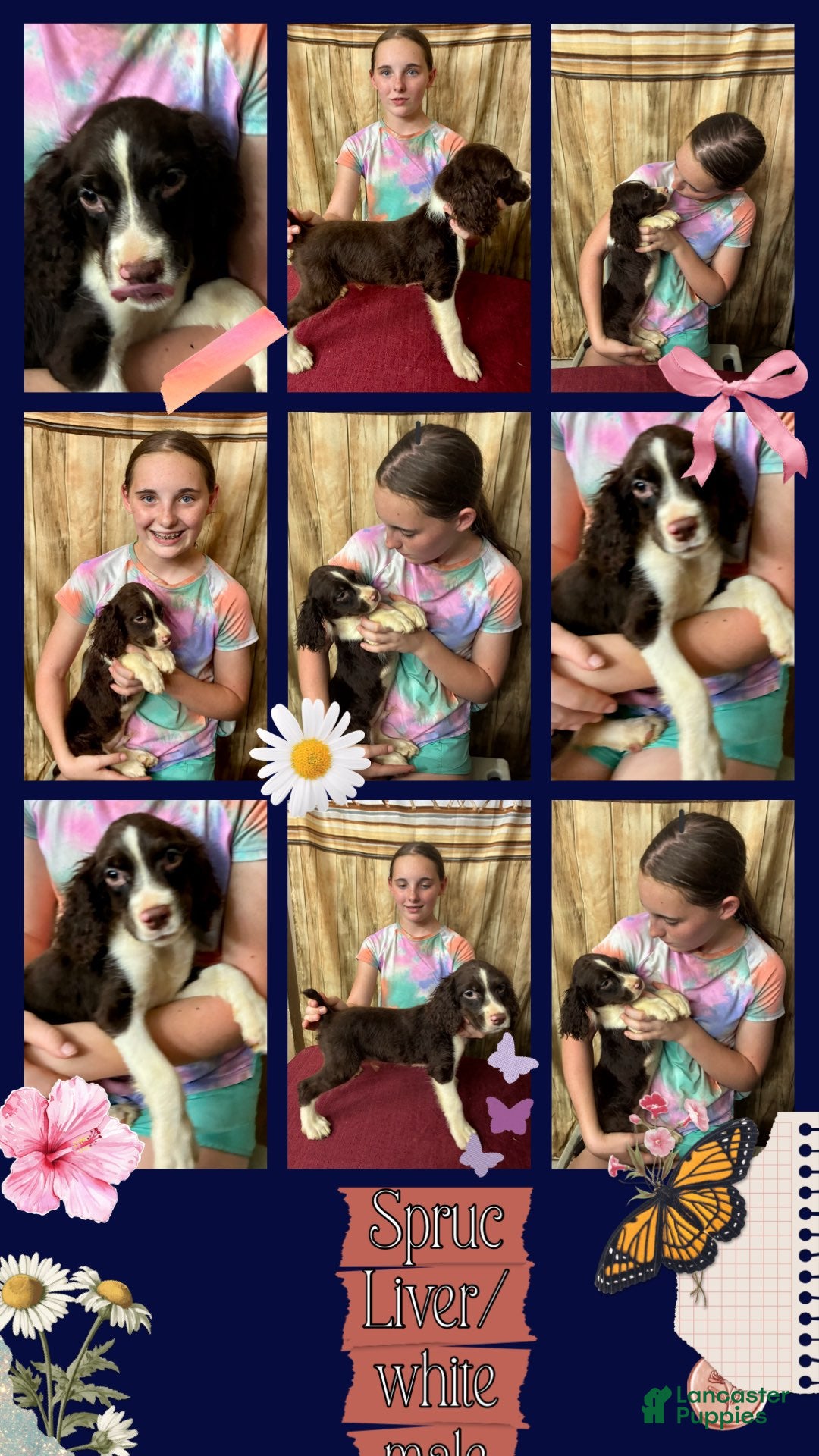 English Springer Spaniel dogs Mr. Mesquite - Ad 1