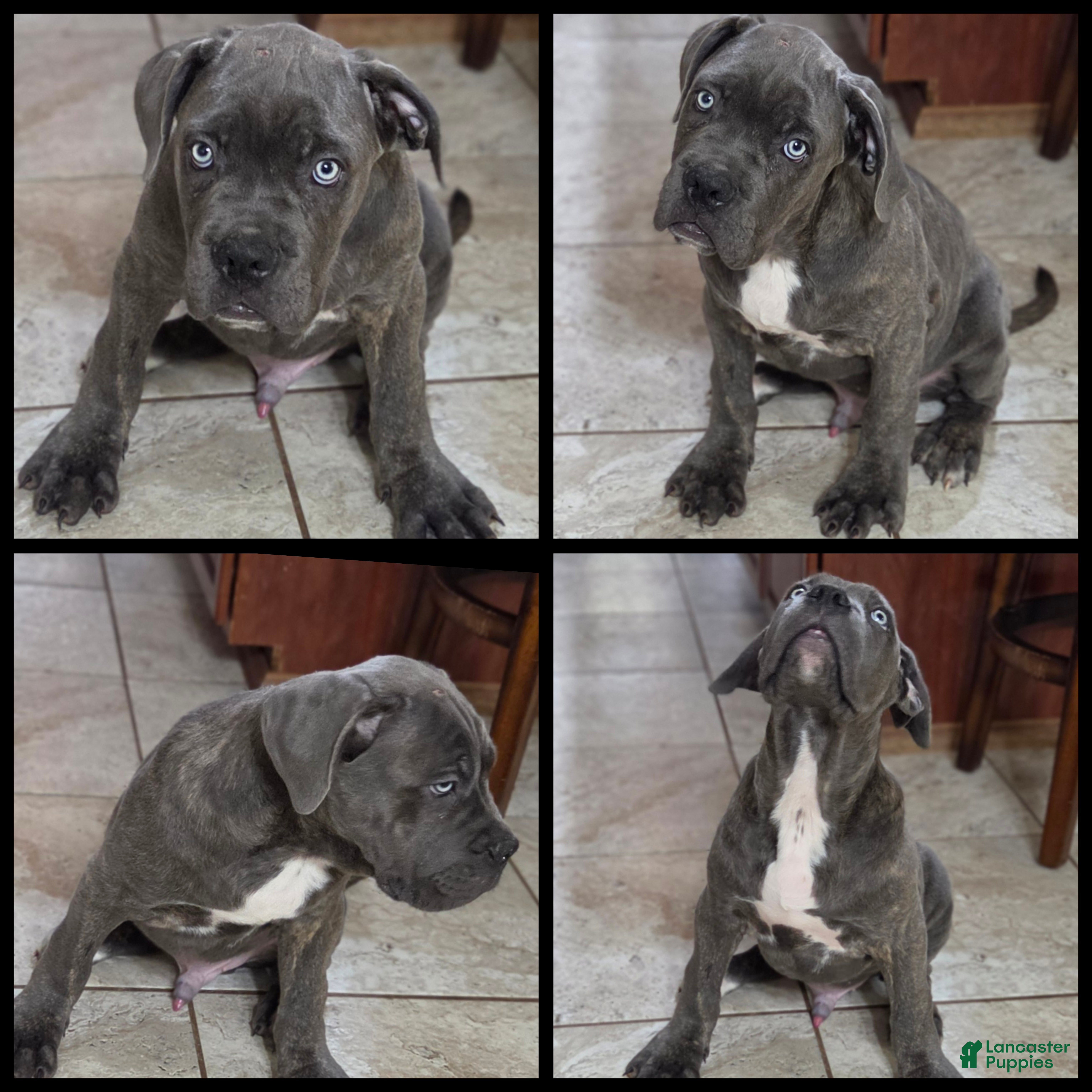 Cane Corso
