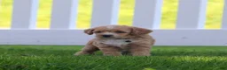 Miniature Labradoodle dogs for sale: Charlie - Ad 4
