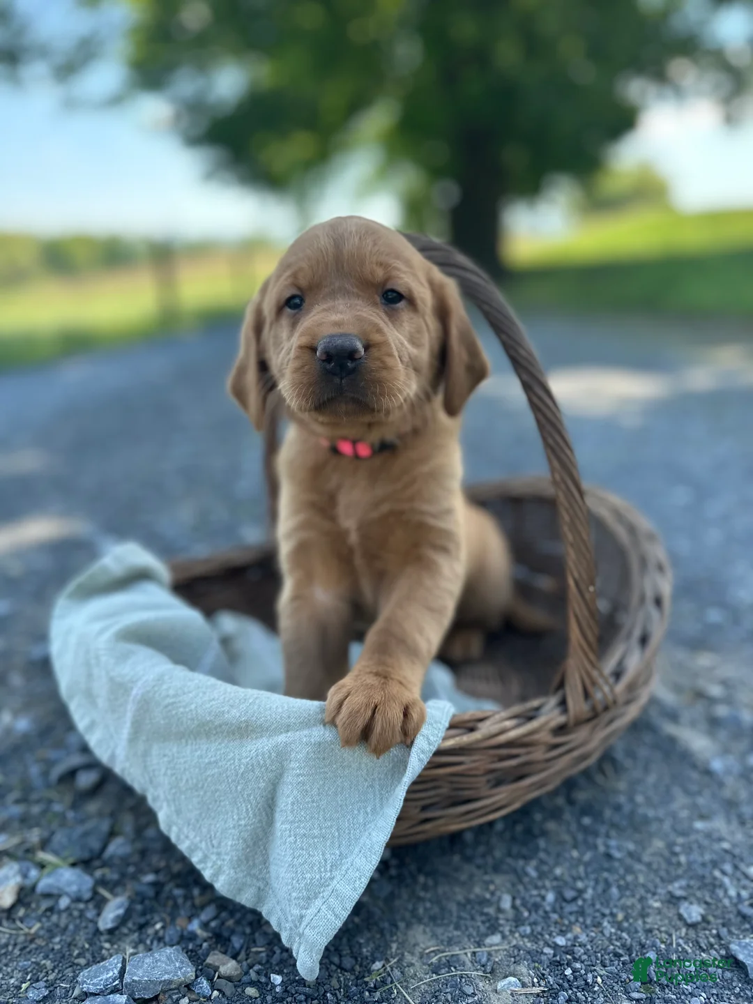 Mixed Breed dogs for sale: Blondie - Ad 2