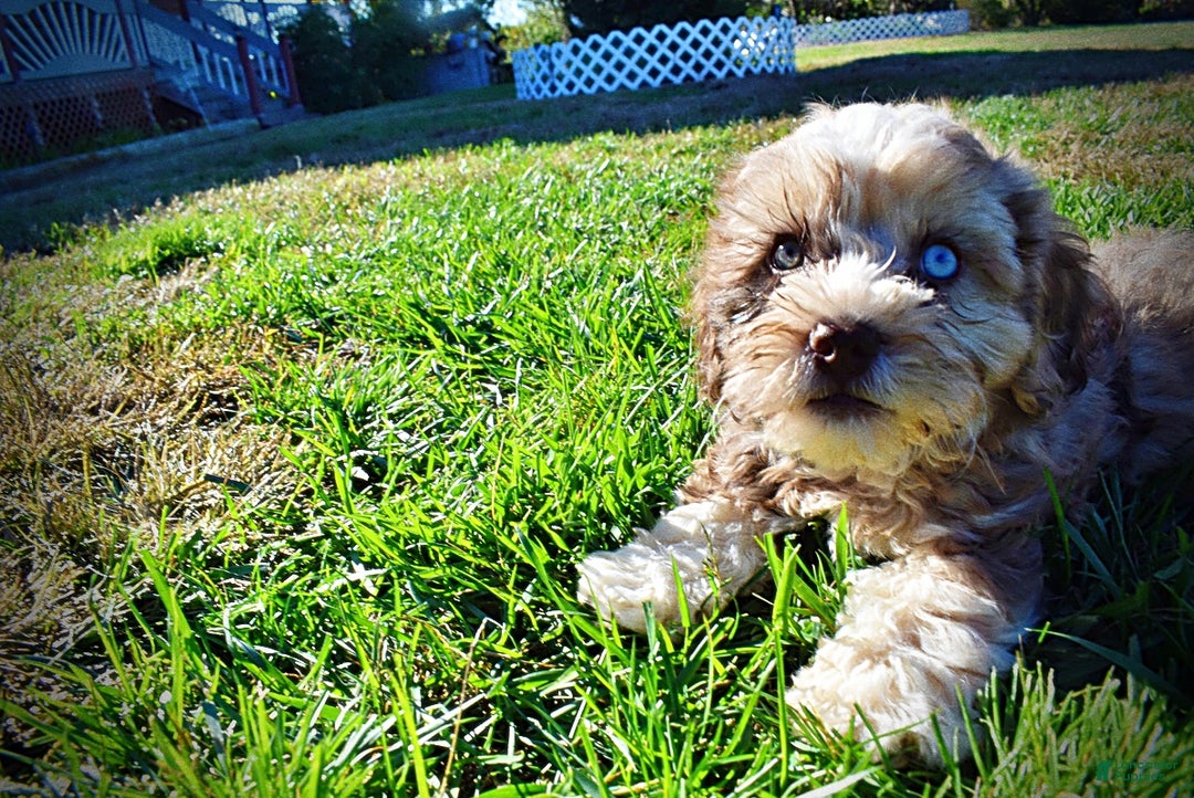 Havapoo dogs for sale: Jasper - Ad 15