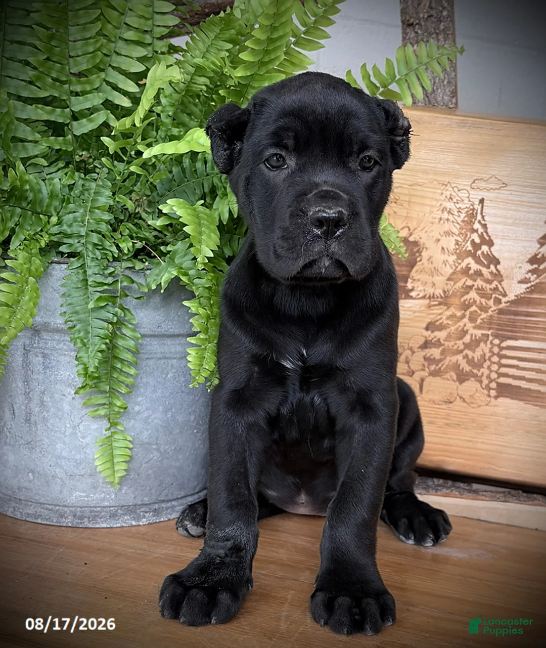Cane Corso dogs for sale: Sabrina - Ad 2