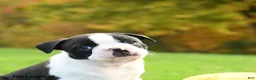Boston Terrier dogs for sale: Nutmeg - Ad 5