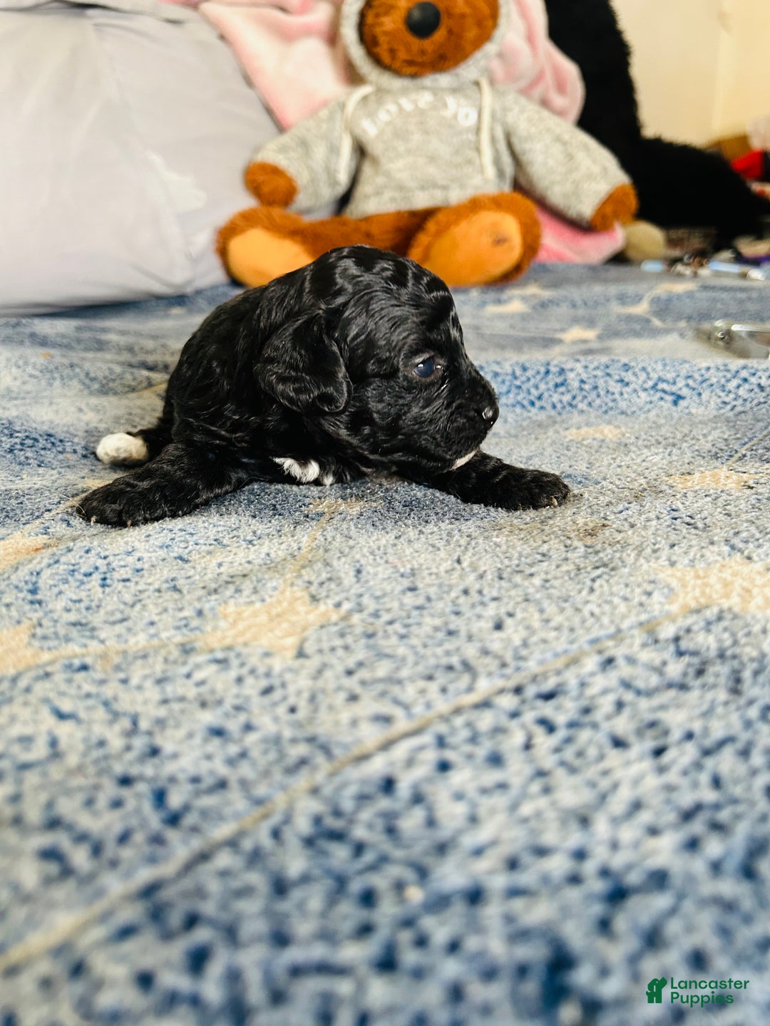 Cavapoo dogs for sale: Moon - Ad 7