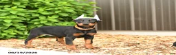 Doberman Pinscher dogs for sale: Diamond - Ad 4