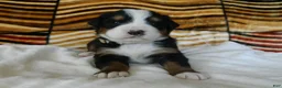 Bernese Mountain Dog dogs for sale: Beauty - Ad 1