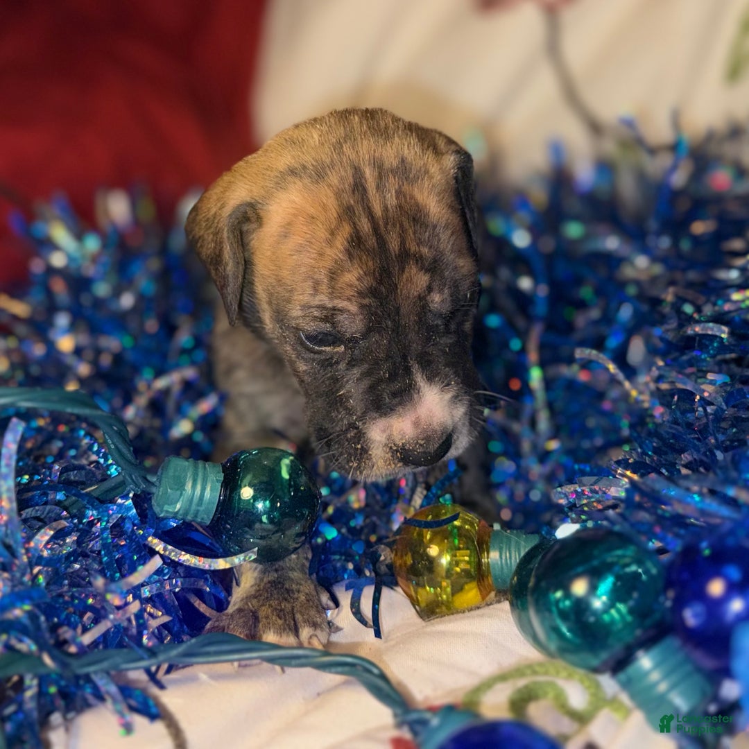 Great Dane dogs for sale: Max - Ad 3