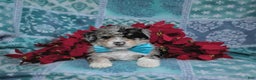 Mini Bernedoodle dogs for sale: Ashburn Hypoallergenic Ready for Christmas - Ad 6