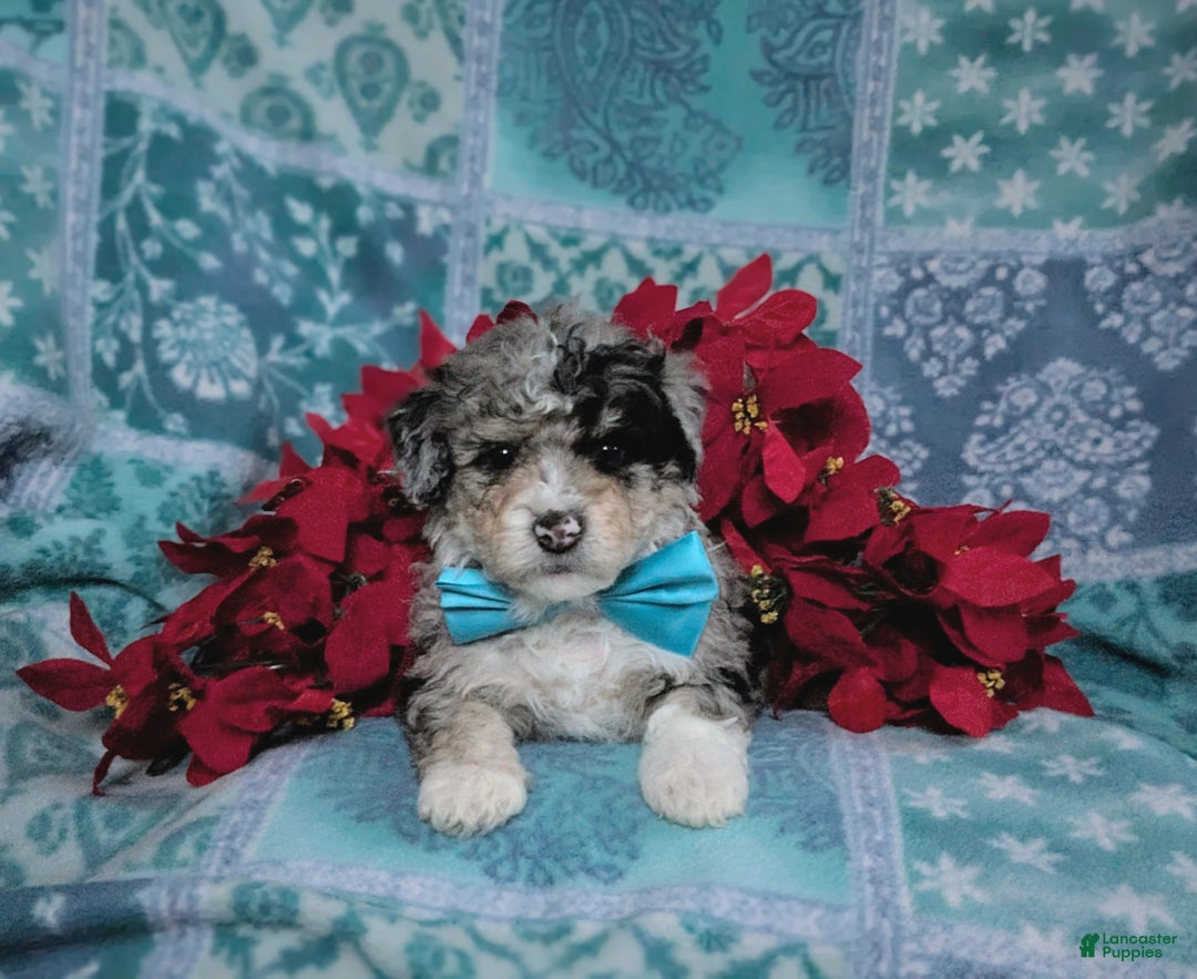 Mini Bernedoodle dogs for sale: Ashburn Hypoallergenic Ready for Christmas - Ad 6