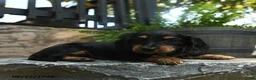 Miniature Dachshund dogs for sale: Cleo - Ad 5