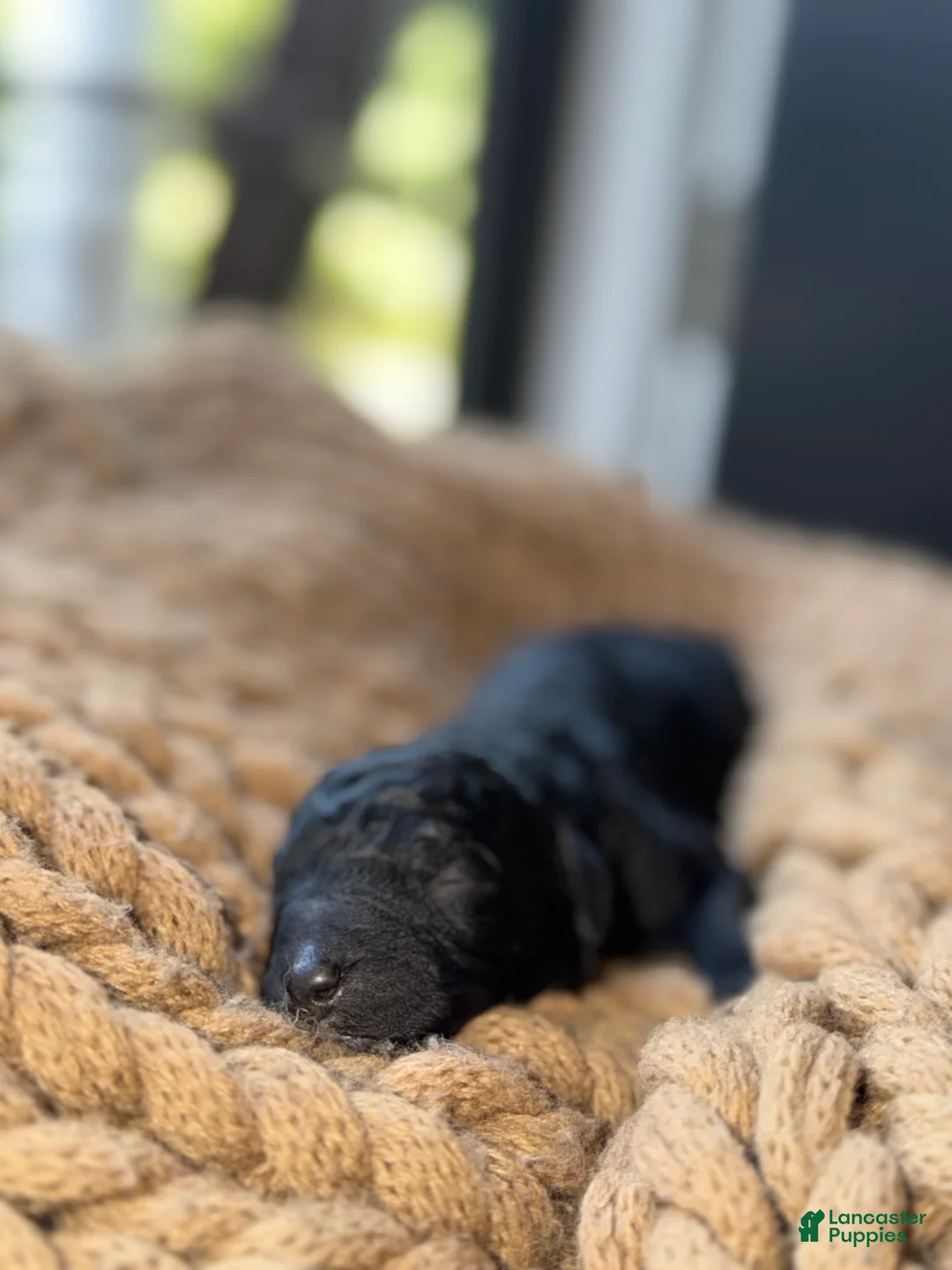 Bernedoodle dogs for sale: Nella - Ad 1