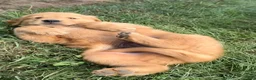 Golden Retriever dogs for sale: Benji - Ad 5